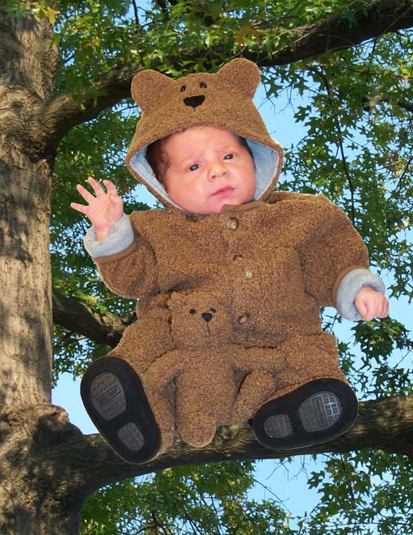 bear tree